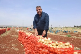 kuru soğan